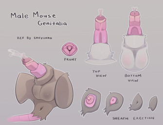 anatomically_correct anatomically_correct_genitalia anatomically_correct_penis anatomy animal_genitalia animal_penis anthro anus balls bodily_fluids brown_balls brown_sheath cum detached_sheath diagram ejaculation erection feral genital_fluids genitals male penis pink_sheath_slit realistic realistic_feral sheath sheath_tuft tail_anus text the_more_you_know urethral_process white_balls white_sheath sakyuaro mammal mouse murid murine rodent biological_illustration english_text hi_res model_sheet technical_illustration