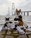 anthro blue_eyes bridge clothing cloud costume duo_focus furniture fursuit gravel group looking_at_viewer male on_table outside pose real rock scenery sea sitting sky table tail water furryfoxfur noblewolf scribblefox arex_(tigersclawswiss) foxfur canid canine canis domestic_dog fox human husky mammal nordic_sled_dog spitz grandfathered_content photography_(artwork)