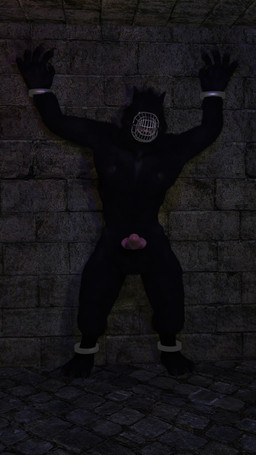 3_toes 5_fingers anal anal_penetration animal_genitalia animal_penis anthro audible_ejaculation audible_throbbing balls bared_teeth bdsm biped black_body black_claws black_fur black_nose bodily_fluids bouncing_balls bound bound_to_wall canine_genitalia canine_nose canine_penis claws cuffed_ankles cuffed_wrists cum cum_drip cum_on_ground cumshot digitigrade dildo dildo_vibrator dripping dungeon ear_motion ears_back ears_down ears_up ejaculation erection fangs feet fingers fur genital_fluids genitals growling hands-free inside knot_swelling leg_twitch male mane muscular muscular_anthro muscular_male muzzle_(object) nipples nude object_in_ass pecs penetration penis pink_penis pivoted_ears sex_toy sex_toy_in_ass sex_toy_insertion sharp_teeth sheath snarling solo sound_effects struggling teeth throbbing throbbing_penis toe_claws toes vibrator white_sclera yellow_eyes betlv sound_warning opennsfwsp_(sfx) mythology van_helsing werewolf_(van_helsing) canid canine mammal mythological_canine mythological_creature werecanid werecanine werecreature werewolf 3d_(artwork) 3d_animation 4k 9:16 absurd_res animated digital_media_(artwork) full-length_portrait hi_res loop portrait short_playtime sound video