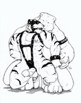 anthro ball_gag bdsm blindfold bondage bound duo erection gag kneeling licking male male/male muscular nipple_piercing nipples piercing tongue tongue_out grisser bear felid mammal pantherine tiger 2004 monochrome