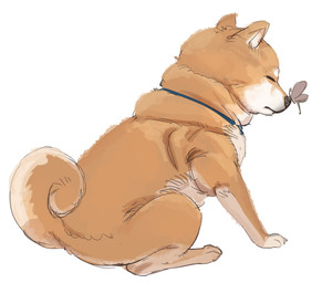 ambiguous_gender countershading curled_tail duo eyes_closed feral fur orange_body orange_fur paws simple_background sitting snout tail white_background bow_(artist) arthropod butterfly canid canine canis domestic_dog insect lepidopteran mammal shiba_inu spitz 2025
