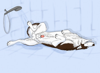 animal_genitalia animal_penis balls canine_genitalia canine_penis feral genitals knot knot_in_sheath looking_pleasured lying male masturbation on_back penis penis_tip sheath shower shower_hose solo spread_legs spreading tile tile_wall wall_(structure) water water_jacking wet kaviki canid canine canis domestic_dog husky mammal nordic_sled_dog spitz hi_res
