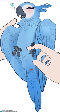 anatomically_correct anatomically_correct_cloaca anatomically_correct_feral anatomically_correct_genitalia animal_genitalia avian_butt avian_feet beak being_held belly bestiality biped black_beak black_claws blue_belly blue_body blue_feathers blue_heart blue_tail blue_tail_feathers blue_wings blush blush_lines bodily_fluids butt claws cloaca cloaca_focus cloaca_juice extreme_size_difference eyelashes eyes_closed feather_tuft feathers feet female female_feral female_on_human feral feral_focus first_person_view genital_fluids genitals glistening glistening_beak happy head_feathers heart_symbol human_on_feral imminent_sex interspecies larger_human larger_male long_eyelashes lying male male/female neck_tuft on_back open_mouth pink_tongue presenting presenting_cloaca presenting_hindquarters simple_background size_difference smaller_female smaller_feral speech_bubble tail tail_feathers tongue tuft vaginal_fluids white_background wings quangdoann blue_sky_studios rio_(series) jewel_(rio) avian bird human macaw mammal neotropical_parrot parrot spix's_macaw true_parrot absurd_res hi_res