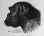 anthro fur hair male simple_background solo text white_background richard_lydekker ape chimpanzee haplorhine mammal pan_(genus) primate 1893 19th_century ancient_art english_text greyscale monochrome