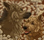 ambiguous_gender black_nose brown_inner_ear_fluff duo fangs feral fur grey_body grey_fur inner_ear_fluff mouth_closed open_mouth tan_body tan_ears tan_fur teeth tuft yellow_eyes msdeadsoul canid canine mammal