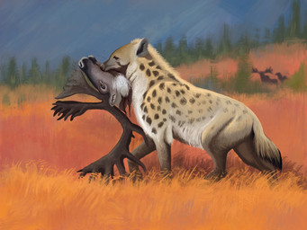 antlers brown_legs brown_spots corpse feral fur grass grasslands horn markings plant quadruped severed_body_part severed_head short_fur solo spots spotted_markings tan_body tan_fur agustindiazart cave_hyena deer hyena mammal new_world_deer prehistoric_species reindeer spotted_hyena 2023 4:3 hi_res
