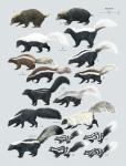 2009 ambiguous_gender american_hog-nosed_skunk beady_eyes black_body black_countershading black_fur black_tail brown_body brown_countershading brown_fur brown_tail chart claws countershade_tail countershade_torso countershading dipstick_tail eastern_spotted_skunk english_text feral fluffy fluffy_tail full-length_portrait fur grey_background group handbook_of_the_mammals_of_the_world hog-nosed_skunk hooded_skunk humboldt's_hog-nosed_skunk long_tail lynx_edicions mammal markings mephitid molina's_hog-nosed_skunk multicolored_tail palawan_stink_badger photorealism portrait pygmy_spotted_skunk quadruped reverse_countershading short_tail side_view simple_background size_chart skunk snout southern_spotted_skunk spotted_skunk standing stink_badger striped_body striped_fur striped_hog-nosed_skunk striped_skunk stripes sunda_stink_badger tagging_guidelines_illustrated tail tail_markings tan_body tan_fur tan_tail text toe_claws toni_llobet two_tone_tail walking western_spotted_skunk white_body white_fur white_stripes white_tail white_tail_tip