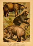 ambiguous_gender black_body black_fur brown_body brown_fur claws feral fur group paws plant quadruped tail text tongue tongue_out trio hugh_craig public_domain bear black_bear brown_bear grizzly_bear mammal ursine 1897 19th_century absurd_res ancient_art biological_illustration hi_res technical_illustration traditional_media_(artwork) zoological_illustration