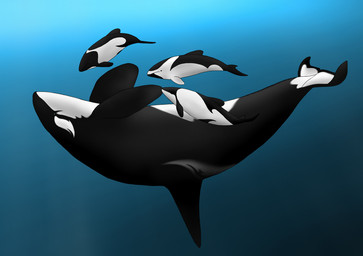 ambiguous_gender black_body black_fin black_tail dolphin_tail dorsal_fin feral fin group tail underwater upside_down water white_body iiduh aquatic cetacean dolphin mammal oceanic_dolphin orca toothed_whale 2015