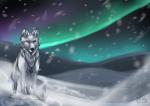 feral jewelry male night outside pendant quadruped snow solo standing kaeaskavi canid canine canis mammal wolf