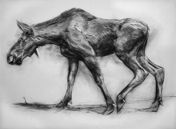 black_body female feral looking_aside looking_away realistic simple_background solo standing white_background young geordie_millar deer mammal moose new_world_deer 2006 charcoal_(artwork) formal_art monochrome traditional_media_(artwork)