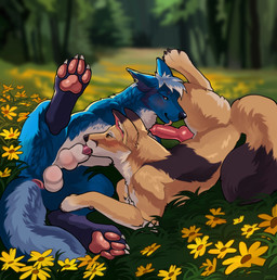 animal_genitalia animal_penis canine_genitalia canine_penis duo fellatio feral genitals licking male male/male oral pawpads paws penile penis penis_lick sex spread_legs spreading tongue jetraraven binaryfox clicky canid canine canis coyote fox mammal absurd_res hi_res
