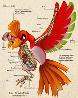 4_toes ambiguous_gender anatomy anisodactyl beak beak_closed bone brain claws countershade_torso countershading cross_section feathered_wings feathers feet feral front_view furrowed_eyebrows green_body green_feathers looking_aside looking_down mouth_closed orange_beak orange_body orange_feathers organs paper_background pupils realistic_wings red_body red_eyes red_feathers red_wings simple_background solo spine spread_wings tail tail_feathers tan_background text toe_claws toes twitter_handle white_body white_countershading white_feathers white_sclera wings christopher_stoll nintendo pokemon pokenatomy generation_2_pokemon ho-oh legendary_pokemon pokemon_(species) 2022 biological_illustration copyright_name digital_drawing_(artwork) digital_media_(artwork) english_text full-length_portrait hi_res portrait species_name technical_illustration