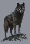 ambiguous_gender black_body black_fur blue_eyes brown_body brown_fur feral fur mouth_closed solo standing alienlion hiona canid canine canis mammal wolf hi_res