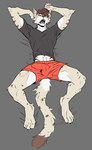 anthro black_clothing black_shirt black_topwear boxer_briefs brown_hair bulge clothed clothing detailed_bulge ear_piercing eyes_closed fully_clothed fur genital_outline grey_body grey_fur hair leopard_spots lying male male/male markings open_mouth penis_outline piercing red_boxer_briefs red_clothing red_underwear shirt sleeping solo spots spotted_body spotted_fur spread_legs spreading tongue tongue_piercing topwear underwear eveloeve felid leopard mammal pantherine absurd_res hi_res