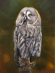 ambiguous_gender beak feathers feral grey_body grey_feathers realistic solo yellow_eyes dimwolf avian bird great_grey_owl owl strix_(genus) true_owl 3:4 oil_painting_(artwork) painting_(artwork) traditional_media_(artwork) traditional_painting_(artwork)