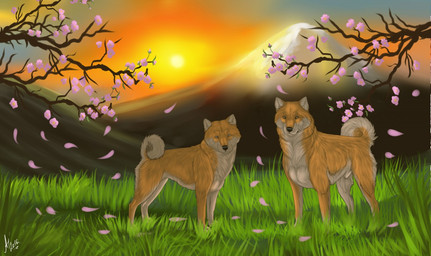 animal_genitalia barely_visible_genitalia black_nose curled_tail detailed_background duo feral flower fully_sheathed fur genitals grass grey_body grey_fur looking_at_viewer male mountain multicolored_body multicolored_fur orange_body orange_fur plant sheath side_view standing sun sunset tail cinta canid canine canis domestic_dog mammal shiba_inu spitz