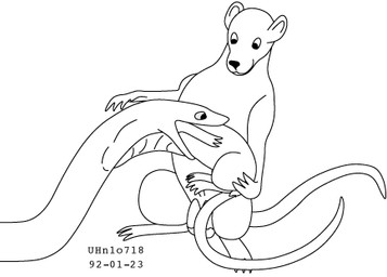 age_difference animal_genitalia assisted_vore balls feral feral_pred feral_prey forced genitals group head_first larger_pred male male/male nude_pred nude_prey older_pred oral_vore sheath simple_background size_difference smile tail trio unwilling_prey vore white_background willing_pred young young_prey urbanhermit mammal murid murine rat reptile rodent scalie snake 1992 black_and_white dated low_res monochrome