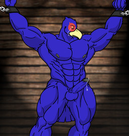 abs anthro balls bdsm beak biceps blue_body blue_feathers bodily_fluids bondage bound captured chain crying erection feathers genital_fluids genitals leaking male muscular muscular_anthro muscular_male nipples non-mammal_balls non-mammal_nipples pecs penis precum pubes sad solo submissive submissive_male tears wolfoxokamichan nintendo star_fox falco_lombardi avian bird hi_res