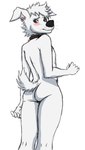 anthro blue_eyes butt collar collar_only embarrassed femboy fur hair male multicolored_body multicolored_fur nude short solo tail white_body white_fur gess11 space_dogs pushok canid canine canis domestic_dog mammal hi_res sketch source_request