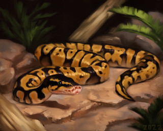 black_markings branch feral markings on_rock plant rock scales solo yellow_body yellow_scales alexpahomov ball_python python reptile scalie snake 2022 5:4 hi_res