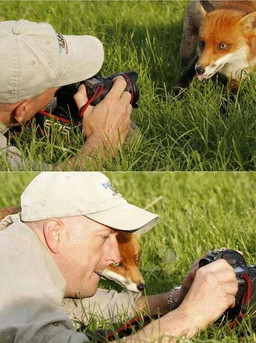 ambiguous_gender camera duo male photographer real tongue tongue_out unknown_artist canid canine fox human mammal grandfathered_content photography_(artwork)