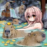 1:1 amazing_background ambiguous_gender bathing bubbacterial capybara caviid daww detailed detailed_background displacement female feral food fruit group hi_res hot_spring human icon kimi_to_kanojo_to_kanojo_no_koi mammal mukou_aoi_(totono) nude plant rodent water what yuzu_(fruit)