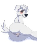 anthro awkward balls big_butt blue_eyes blush brown_body brown_fur butt embarrassed femboy fur genitals looking_at_viewer lying male on_side presenting presenting_hindquarters shy smile solo thick_thighs white_body white_fur gess11 space_dogs pushok canid canine canis domestic_dog mammal hi_res