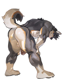 anthro balls bent_over butt genitals hands_on_knees hands_on_legs humanoid_genitalia humanoid_penis looking_back male muscular muscular_anthro muscular_male penis presenting presenting_hindquarters raised_tail simple_background smile solo tail white_background seatohao canid mammal hi_res