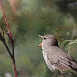 beak black_eyes branch feathers feral grey_body grey_feathers open_beak open_mouth photorealism realistic realistic_feral solo renum63 thrush_nightingale 2014 artrage_(artwork) detailed digital_media_(artwork)