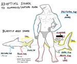 5_fingers 5_toes anthro bulge clothed clothing feet feral fingers gills hand_on_hip how-to male muscular navel nipples plantigrade text toes underwear underwear_only snarkysardine fish marine shark 2024 english_text sketch