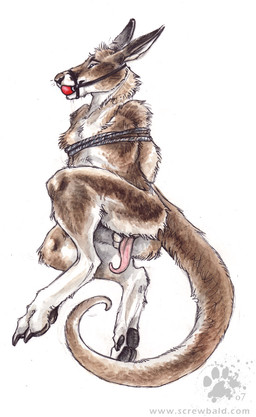 animal_genitalia animal_penis anthro ball_gag balls balls_above_penis bdsm bondage bound brown_body brown_fur claws erection feet fur gag gagged genitals halter harness harness_ball_gag harness_gag hindpaw looking_at_viewer male marsupial_penis muzzle_(object) muzzled nude pawpads paws penis rope simple_background solo submissive submissive_male tail tapering_penis toe_claws white_background blotch scratches_volume_1 kangaroo macropod mammal marsupial 2007 hi_res traditional_media_(artwork)