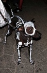 amazing animated_skeleton black_skin bodypaint bone canine dog feral leash pet quadruped real skeleton undead unknown_artist white_markings
Rating: Safe
Score: 4
User: msc
Date: November 24, 2009