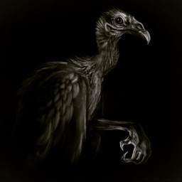 ambiguous_gender avian_feet beak biped black_background feathered_wings feathers feral raised_leg side_view simple_background solo winged_arms wings louceph accipitriform avian bird vulture 1:1 2018 digital_media_(artwork) digital_painting_(artwork) hi_res painting_(artwork)