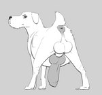 animal_genitalia animal_penis anus backsack balls big_penis canine_genitalia canine_penis feral floppy_ears fur genitals huge_penis knot looking_at_viewer looking_back looking_back_at_viewer male penis perineum pregnant pregnant_feral pregnant_male quadruped rear_view simple_background solo tail white_body white_fur causationcorrelation canid canine canis domestic_dog mammal schnauzer monochrome