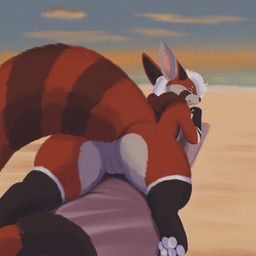 anthro beach butt digitigrade genitals hair intersex looking_back pawpads presenting presenting_hindquarters seaside solo sunset white_hair ertonhin nibbles_(snowypaws) ailurid canid canine fennec_fox fox hybrid mammal red_panda true_fox 1:1 hi_res