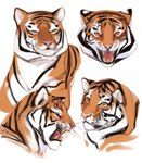 ambiguous_gender anthro bared_teeth feral fur open_mouth orange_eyes solo striped_body striped_fur stripes akhokas felid mammal pantherine tiger headshot_portrait hi_res portrait