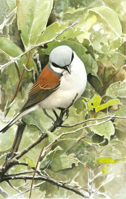 black_markings branch brown_wings feathers feral grey_head leaf markings on_branch perching solo white_body white_feathers wings renum63 avian bird red-backed_shrike shrike 2013