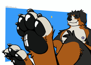 anthro blue_eyes claws close-up dad_body feet feet_towards_viewer floppy_ears foot_fetish foot_focus fur glistening glistening_pawpads male multicolored_body multicolored_fur musclegut muscular nipples pawpads paws pecs relaxing simple_background smile solo star teasing teeth toe_wiggle toes wiggle zoom itsmesadaxis nelik bernese_mountain_dog canid canine canis domestic_dog mammal molosser mountain_dog swiss_mountain_dog animated