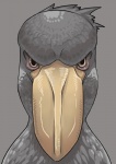 ambiguous_gender anatomy angry beak feathers feral grey_background grey_body grey_feathers looking_at_viewer simple_background solo stare petaroh avian bird pelecaniform shoebill headshot_portrait icon portrait reaction_image