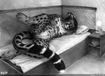 andromorph anthro bed book detailed_background furniture genitals hair hand_in_hair inside intersex lamp lying mane nude on_bed on_side photorealism pillow pussy raised_leg reclining solo tail touching_hair scheriff cet cheetah felid feline mammal 2008 graphite_(artwork) greyscale lol_comments monochrome traditional_media_(artwork)