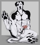 abs animal_genitalia animal_penis anthro anus balls blue_eyes canine_genitalia canine_penis claws duo feet floppy_ears fur genitals hindpaw looking_at_viewer male muscular muscular_male pawpads paws penis sitting solo white_body white_fur kira_adelay mixer1981 canid canine canis domestic_dog great_dane mammal mastiff molosser hi_res