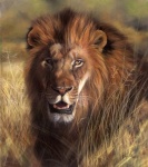ailah felid feral lion male mammal outside pantherine photorealism savanna solo traditional_media_(artwork)