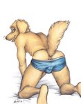 all_fours anthro anus blue_clothing blue_underwear bulge butt clothed clothing fur looking_back male presenting presenting_anus presenting_hindquarters rear_view simple_background solo topless underwear underwear_only white_background yellow_body yellow_fur neverwolf beastars jack_(beastars) bird_dog canid canine canis domestic_dog hunting_dog labrador mammal retriever hi_res