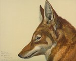 1926 20th_century 5:4 ambiguous_gender ancient_art black_lips black_nose brown_eyes canid canine canis countershade_torso countershading ethiopian_wolf feral fur fur_markings hi_res lips looking_at_viewer louis_agassiz_fuertes mammal markings orange_body orange_fur painting_(artwork) photorealism portrait prick_ears realistic_fur snaggle_tooth solo traditional_media_(artwork) watercolor_(artwork) whiskers