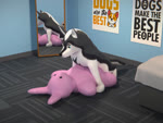 bedroom feral floor humping male masturbation plushie plushophilia solo zerxis canid canine canis domestic_dog husky mammal nordic_sled_dog spitz 3d_(artwork) animated digital_media_(artwork) hi_res webm