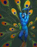 abs anthro avian bedroom_eyes biceps bird galliform genitals hi_res humanoid_genitalia humanoid_penis looking_at_viewer male muscular muscular_anthro muscular_male narrowed_eyes peafowl penis phasianid secretspile seductive solo