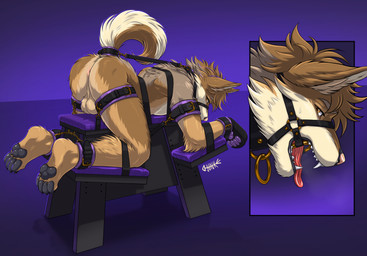 anthro anus backsack balls bdsm bdsm_gear bondage bondage_furniture bondage_gear bondage_gloves bondage_table bound brown_body brown_fur butt clothing collar cuffed_ankles cuffed_wrists curled_tail fuck_bench fur gag gagged genitals gloves gradient_background halter handwear harness_gag harness_ring_gag male male_anthro muzzle_gag nude_anthro nude_male open_mouth open_mouth_gag paw_gloves pawpads paws purple_background restrained restrained_arms restrained_legs restraining_table ring_gag simple_background solo submissive submissive_anthro submissive_male tail tan_body tan_fur tongue tongue_out junkieboi kibawusker canid canine canis domestic_dog husky hybrid mammal nordic_sled_dog spitz wolf hi_res
