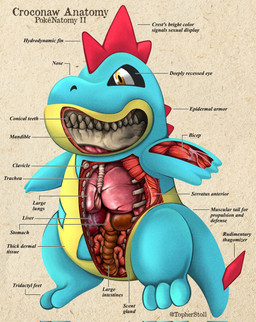 3_toes 4_fingers amber_eyes ambiguous_gender anatomical_diagram anatomical_study anatomy anatomy_chart anthro back_spikes bone chart cross_section feet fingers front_view guts head_spikes intestines liver looking_at_viewer lung mouth_closed multicolored_body organs plantigrade pupils red_spikes simple_background skull snout solo spiked_tail spikes spikes_(anatomy) stomach tail tan_background teal_body teeth text toes trachea twitter_handle two_tone_body white_sclera x-ray_view yellow_body christopher_stoll nintendo pokemon pokenatomy croconaw generation_2_pokemon pokemon_(species) 2022 biological_illustration copyright_name digital_drawing_(artwork) digital_media_(artwork) english_text full-length_portrait hi_res portrait species_name technical_illustration