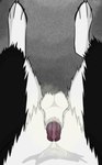 anatomically_correct anatomically_correct_genitalia anatomically_correct_penis animal_genitalia animal_penis anthro balls bodily_fluids canine_genitalia canine_penis digitigrade first_person_view fur genital_fluids genitals male musk musk_clouds penis precum sheath sheath_tuft solo wet wet_body wet_fur white_sheath skuru skuru_(character) border_collie canid canine canis collie domestic_dog herding_dog mammal pastoral_dog sheepdog absurd_res hi_res